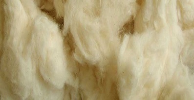 Kaushik Cotton Corporation